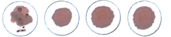 A close up of a plate  Description automatically generated